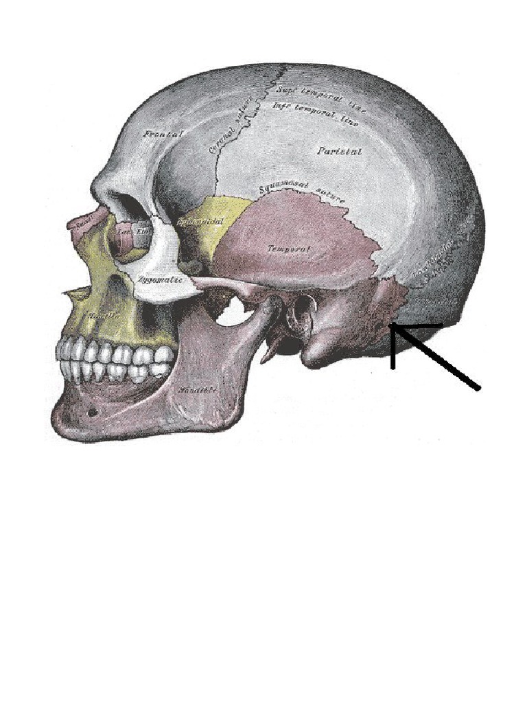 sutura-occipitomastoidea-pdf