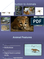 Introduction To Animals Outline