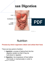 Digestive System