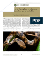 Reptiles & Amphibians: Second Report of Ophiophagy in A Cat-Eyed Snake (Leptodeira SP.) in Costa Rica