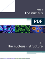 Lecture 5 - The Nucleus