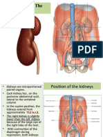 Kidney Anatomy Breakdown