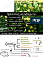 Clase 8 Pteridofitas (Monilofitas) 2014