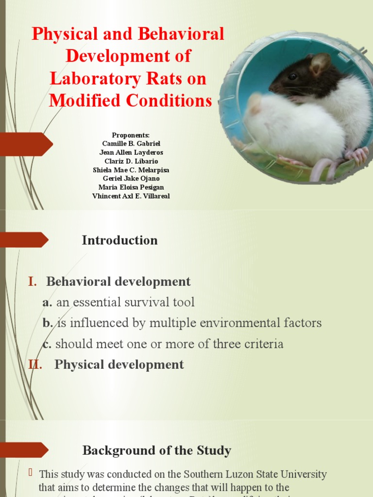 Lab Rats' Development Under Modified Diet | PDF | Rat | Behaviorism