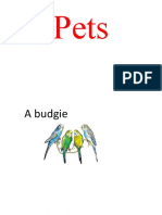 Pets