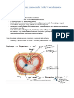 College Anatomie Peritoneale Holte en Vascularisatie