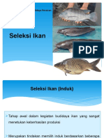 Seleksi Ikan