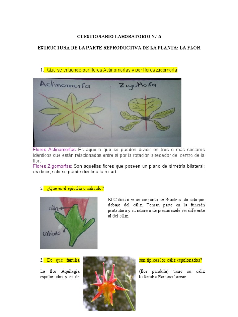 Estructura y Tipos de Flores | PDF | Flores | Pétalo