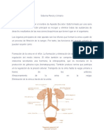 Sistema Renal y Organos de Los Sentidos