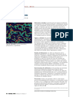 Clostridium Perfringens: El Microbio Del Mes