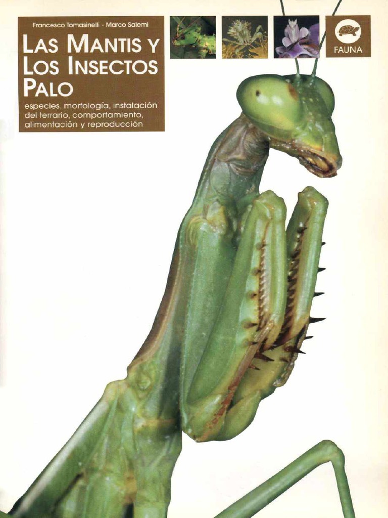 Las Mantis y Los Insectos Palo Gente Mantis&Fasmidos Mexico | PDF ...