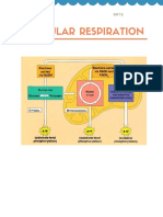 Cellular Respiration Worksheet 1