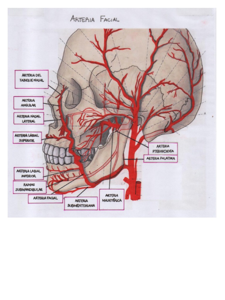 Arteria Facial | PDF