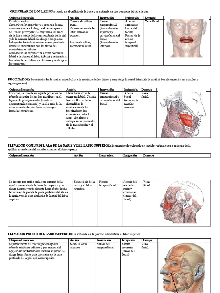 Músculos Labios | PDF | Cara | Anatomía humana