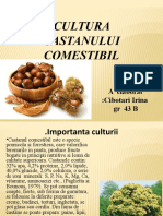 Castanii Comestibili (Biogeografie)