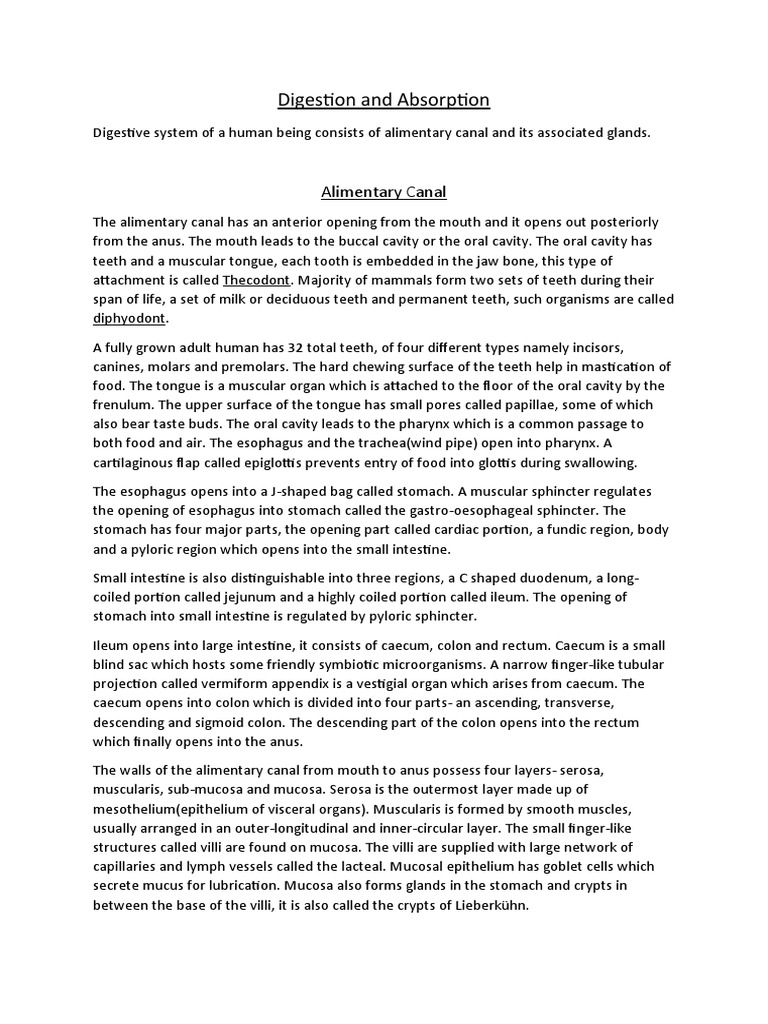 Human Digestive System Overview | PDF | Stomach | Digestion