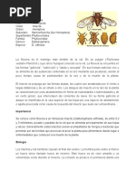Filoxera