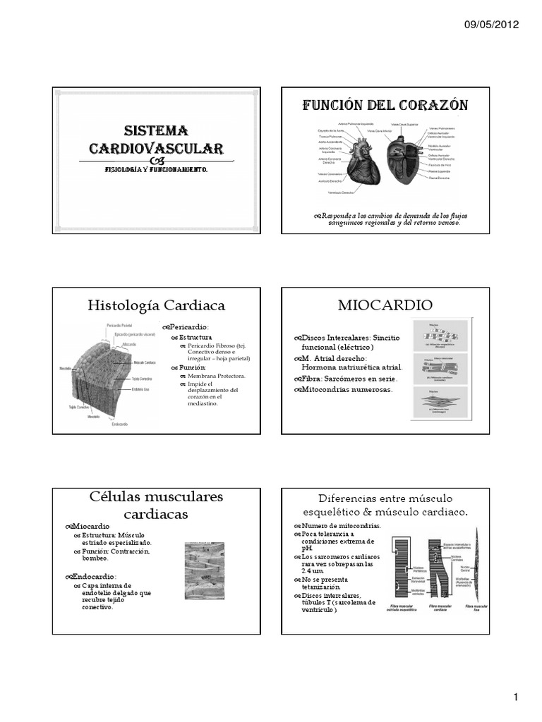 fisiolog-a-cardiovascular-pdf-coraz-n-sistema-circulatorio