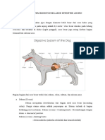 Akhmad Pandu Aji - 19820099 - Organ Sistem Digesti Sub Large Intestine Anjing