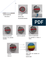 Movimientos Ovoplasmicos