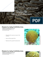 Diploria Labyrinthiformis