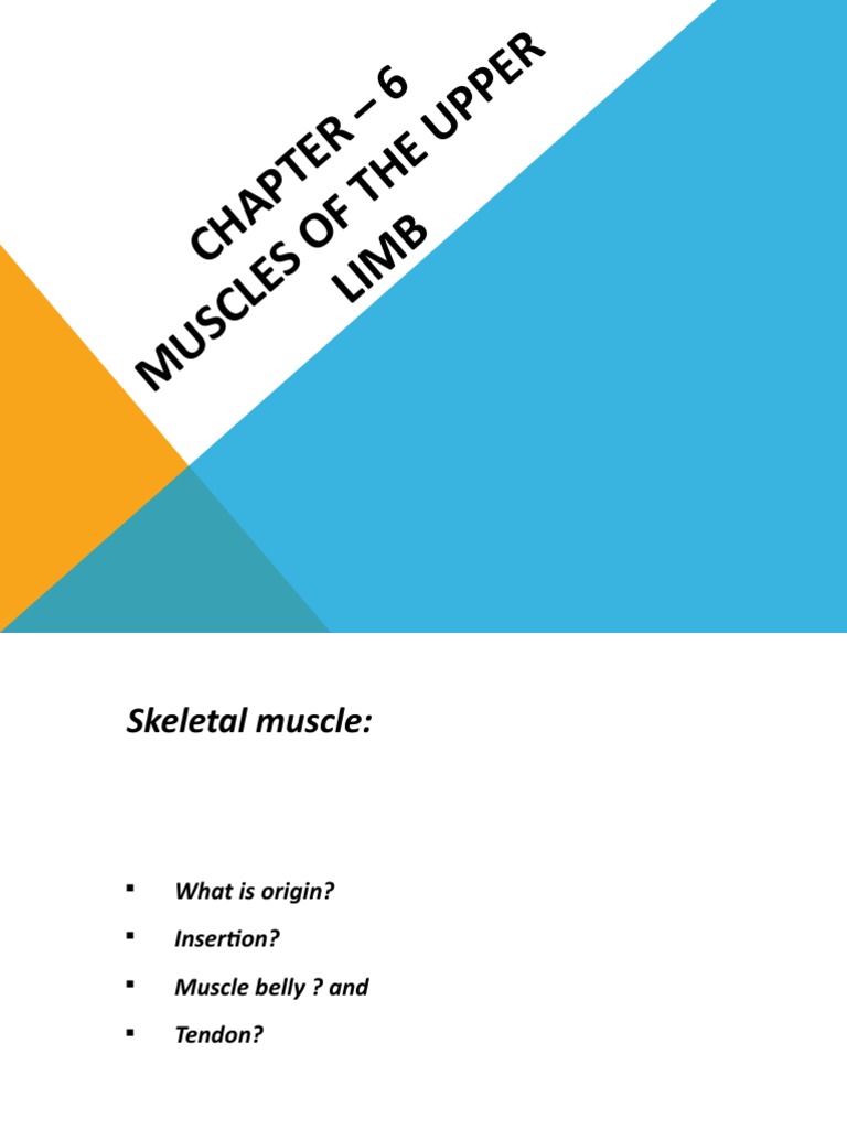 Chapter 6 - Muscles of Upper Limb | PDF | Thumb | Arm