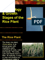 Morphology of The Rice Plant