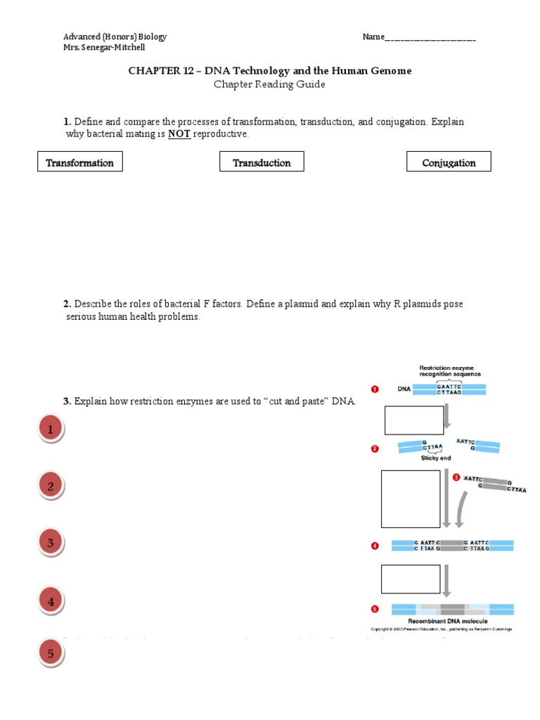 Worksheets Dna Technology Worksheet dna technology and the human genome worksheet polymerase chain reaction dna