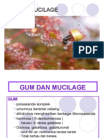 Gum Dan Mucilage