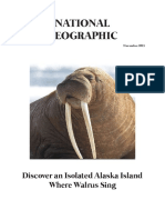 Walrus in Alaska 