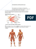 Cuestionario Del Sistema Muscular