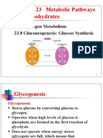 Chapter 23 Metabolic Pathways For Carbohydrates: 23.7 Glycogen Metabolism 23.8 Gluconeogenesis: Glucose Synthesis
