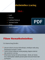 Phylum Nemathelminthes