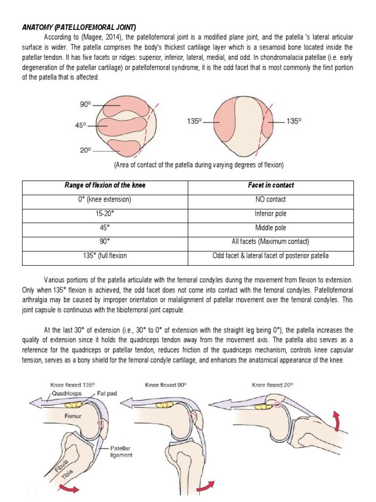 Anatomy (Patellofemoral Joint) | PDF | Knee | Dance Science