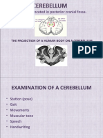 A Cerebellum Is Located in Posterior Cranial Fossa.: The Projection of A Human Body On A Cerebellum