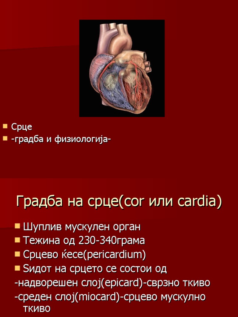 Градба и физиологија на срце | PDF