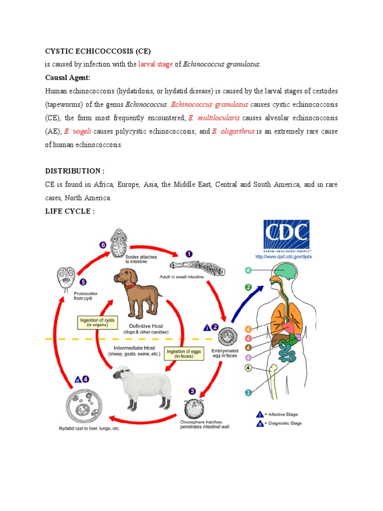 Echinococcus Granulosus Life Cycle Dog Tapeworm Stock Illustration  483305329 | Shutterstock, image size:768x1024