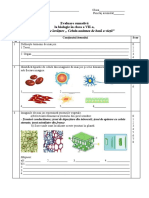 Evaluare Sumativă 1, Cl.7 (2)