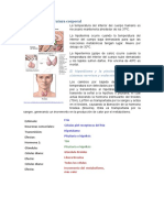 Control de la temperatura corporal y la glucosa en la sangre - Hipotálamo, hormonas tiroideas e insulina