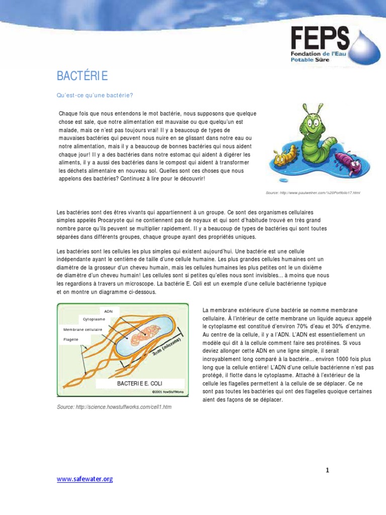 Bac Terie | PDF | Bactérie | Cytoplasme