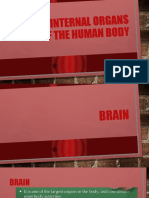 Major Internal Organs of the Human Body
