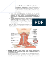 Relaciones anatómicas del cuerpo de la tiroides