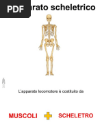 Apparato scheletrico