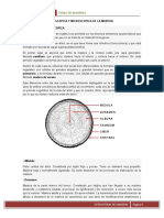 Estructura y propiedades de la madera