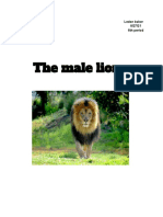 Facts About Male Lions by Ledon Baker 1