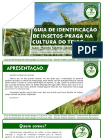 Guia de Identificação de Insetos-praga na Cultura do Trigo l Conhecimento Agronômico