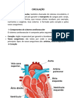 sistema circulatorio 2
