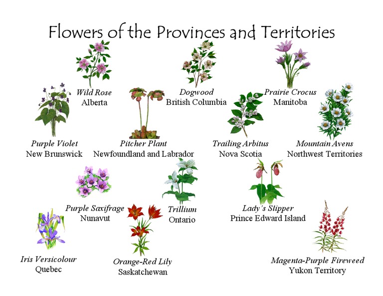 Provincial and Territorial Flowers in Canada | PDF