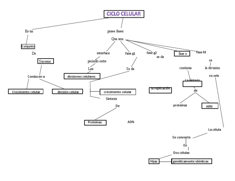 Mapa Conceptual del Ciclo Celular | PDF