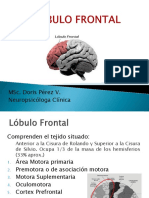 Lóbulo Frontal y Sindromes